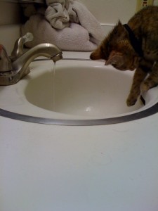 Moogle the Kitty and the Sink Moogle the Kitty and the Sink