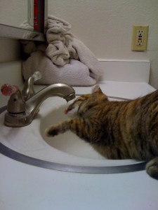 Moogle the Kitty drinking out of the Sink